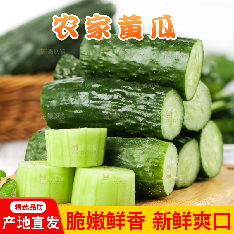 木底上堆放着新鲜黄瓜