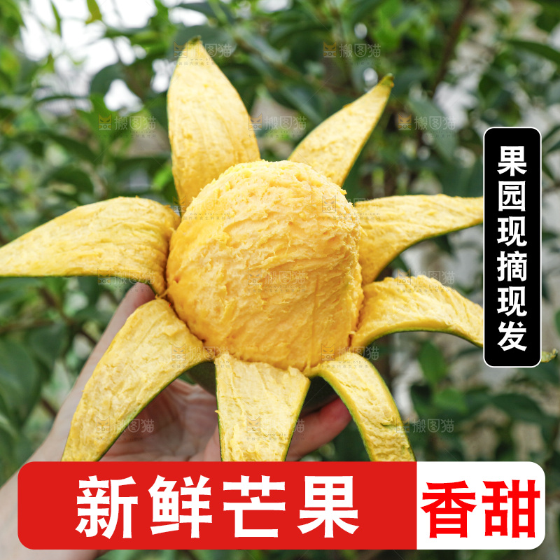 凯特芒主图
