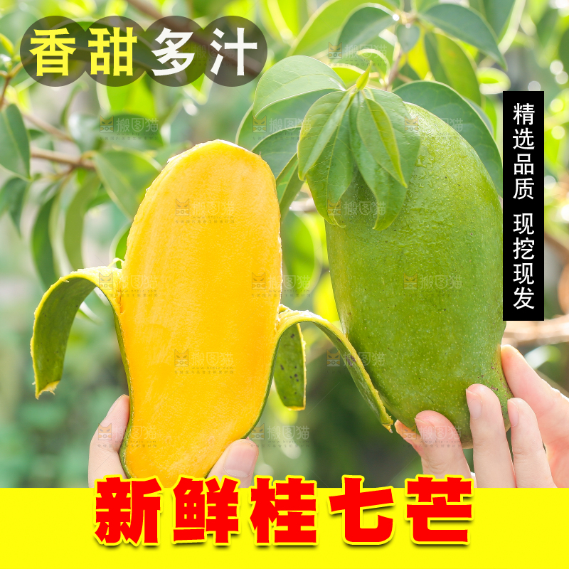 手拿剥皮的田东桂七芒
