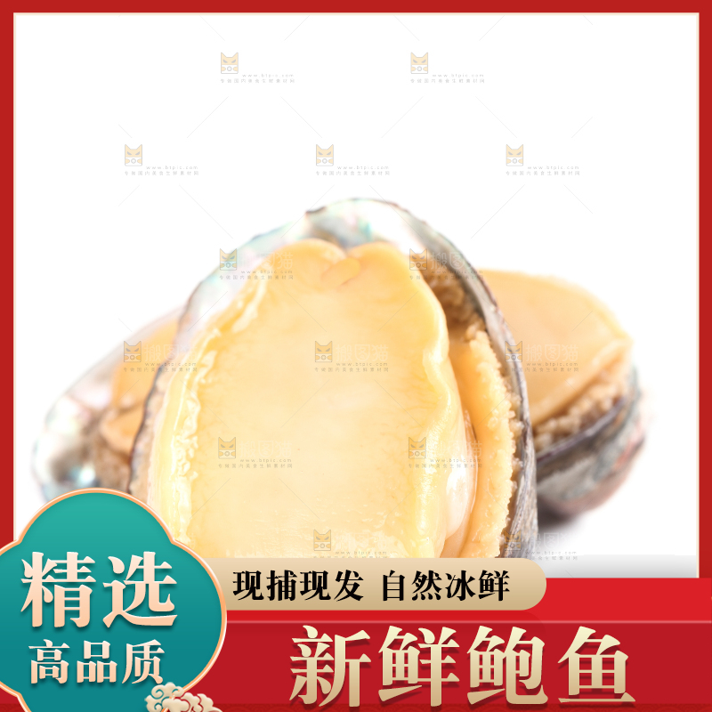 白底上的新鲜鲍鱼