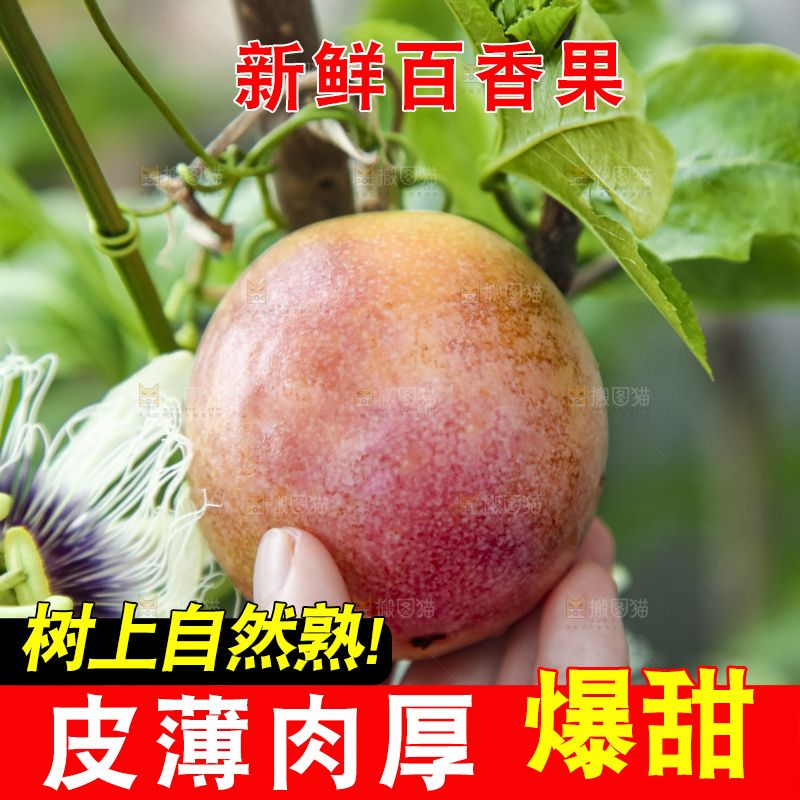 树上的百香果