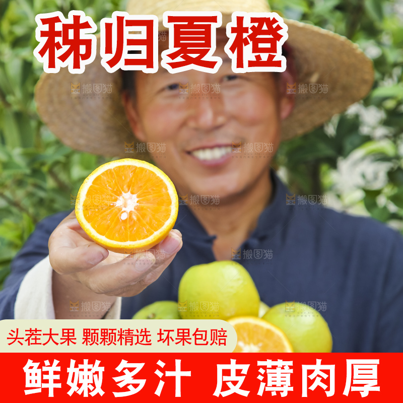 农民手拿一个切开的夏橙