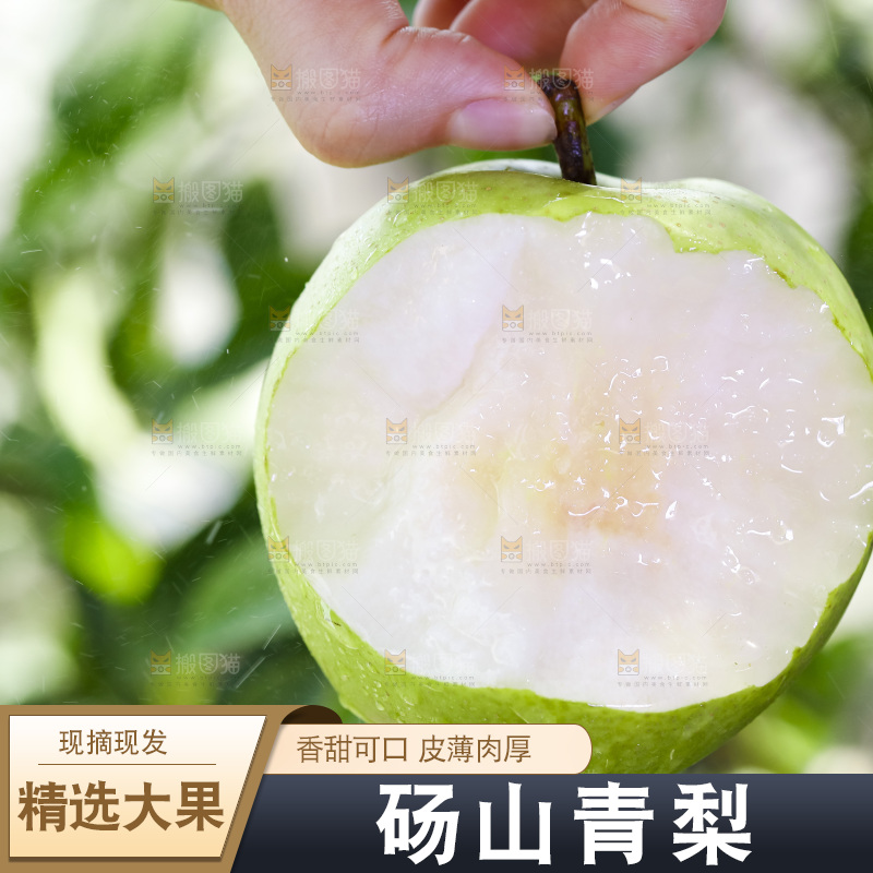 手拿的砀山青皮皇冠梨