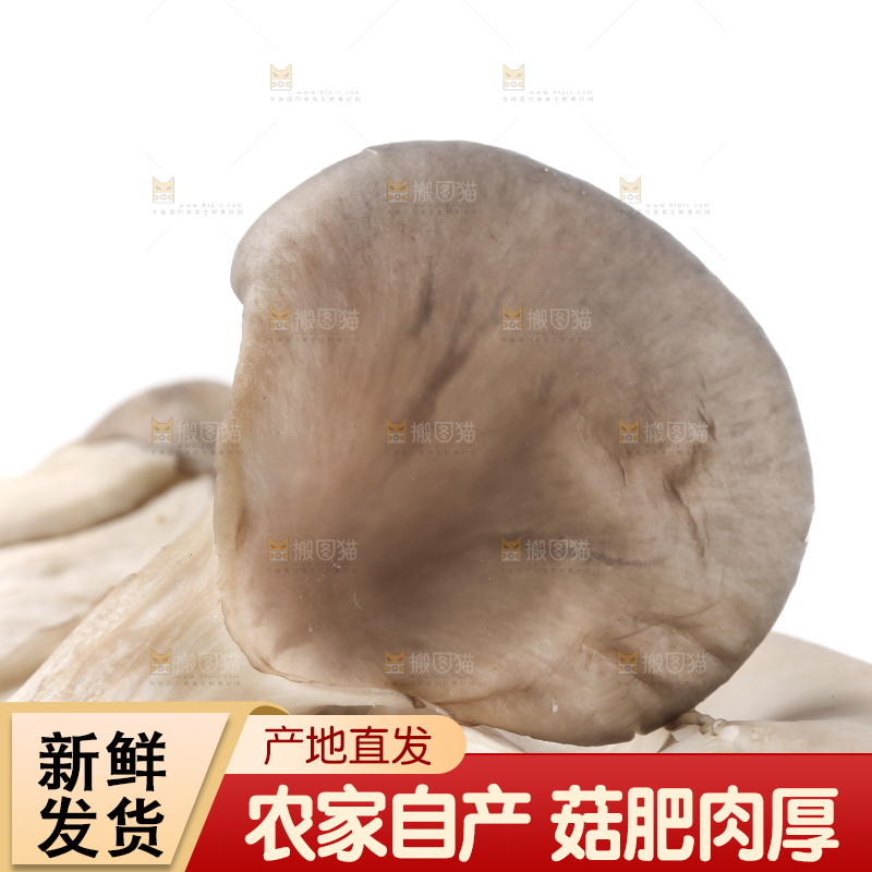 白底上放着平菇
