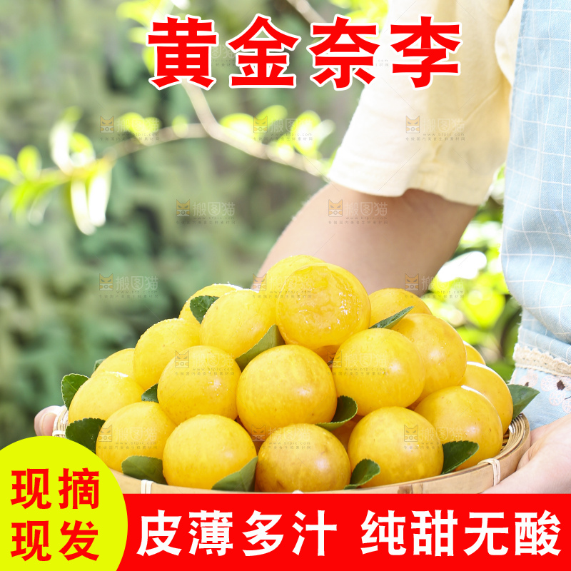 手拿一盘九峰山黄金奈李