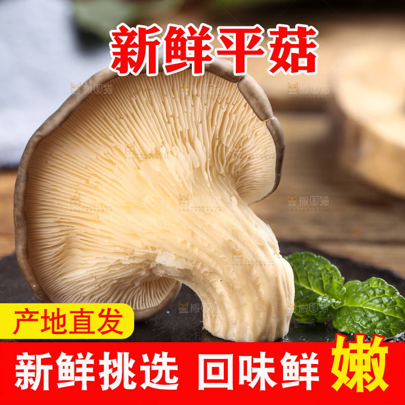 黑底上摆放着平菇