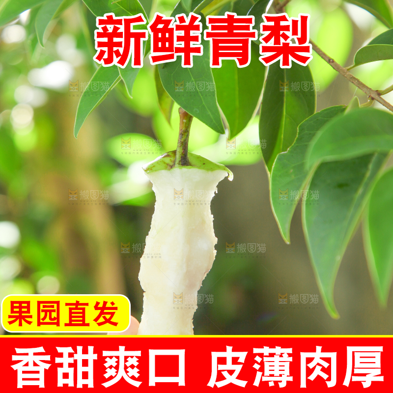 手拿早酥梨果核