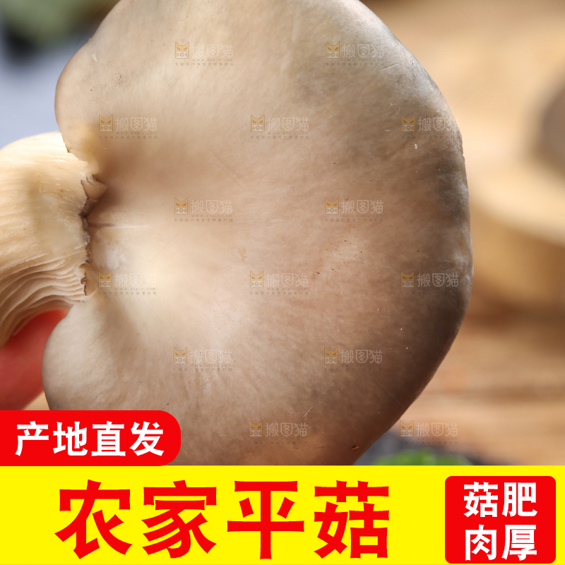 黑底上摆放着平菇