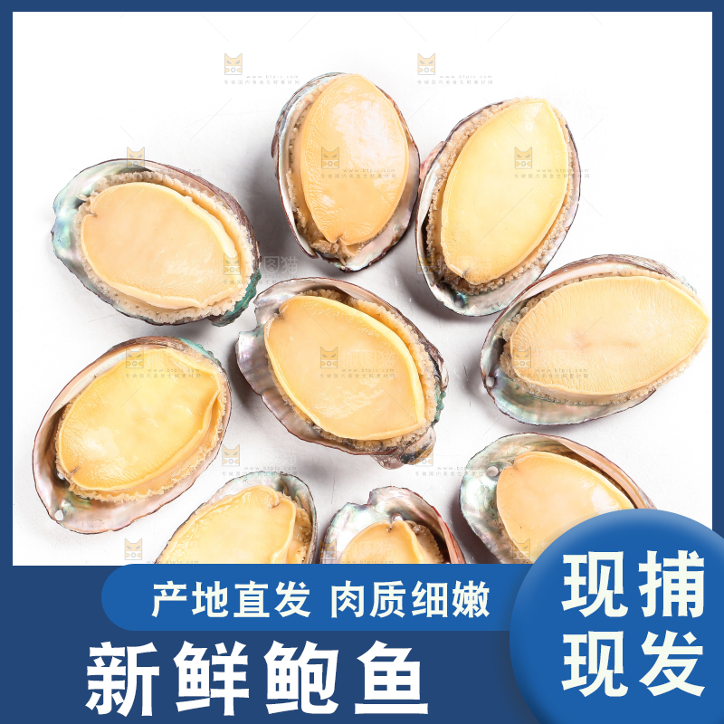 白底上的新鲜鲍鱼