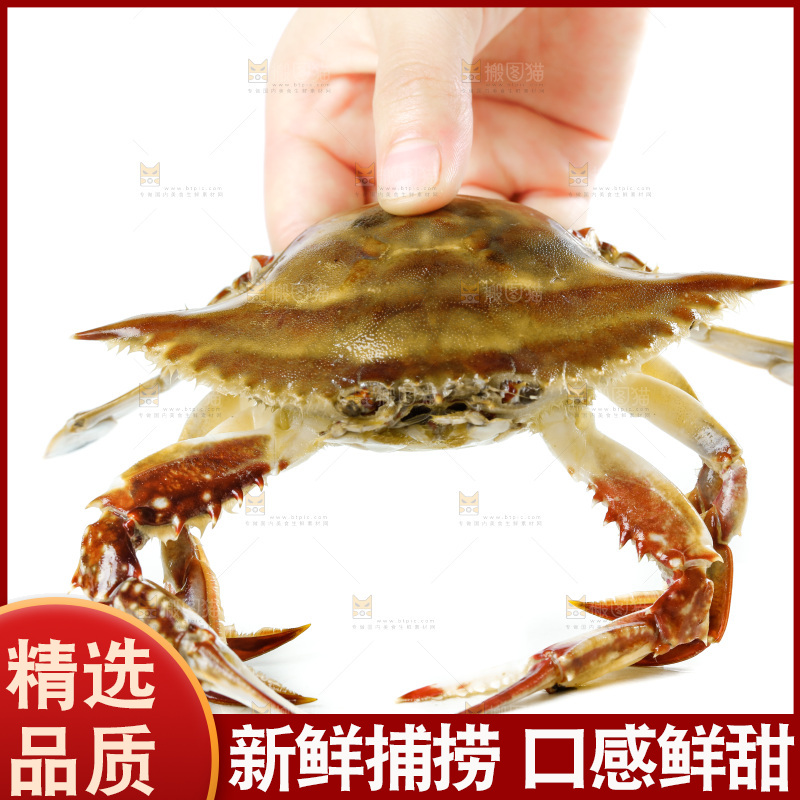 手拿梭子蟹