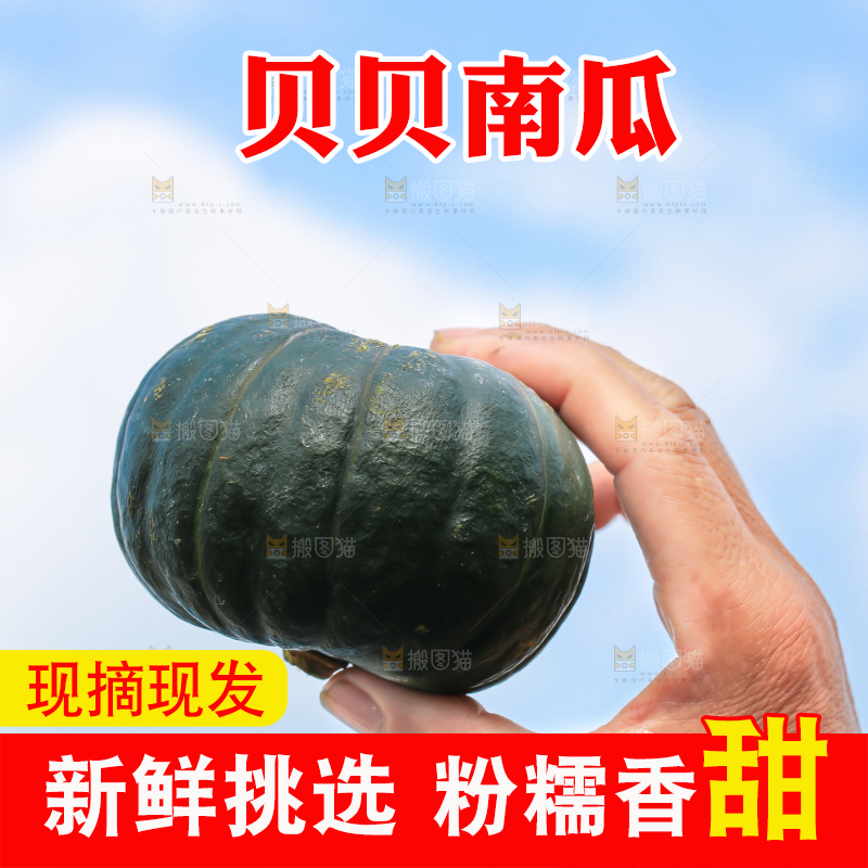 手里拿着板栗贝贝南瓜