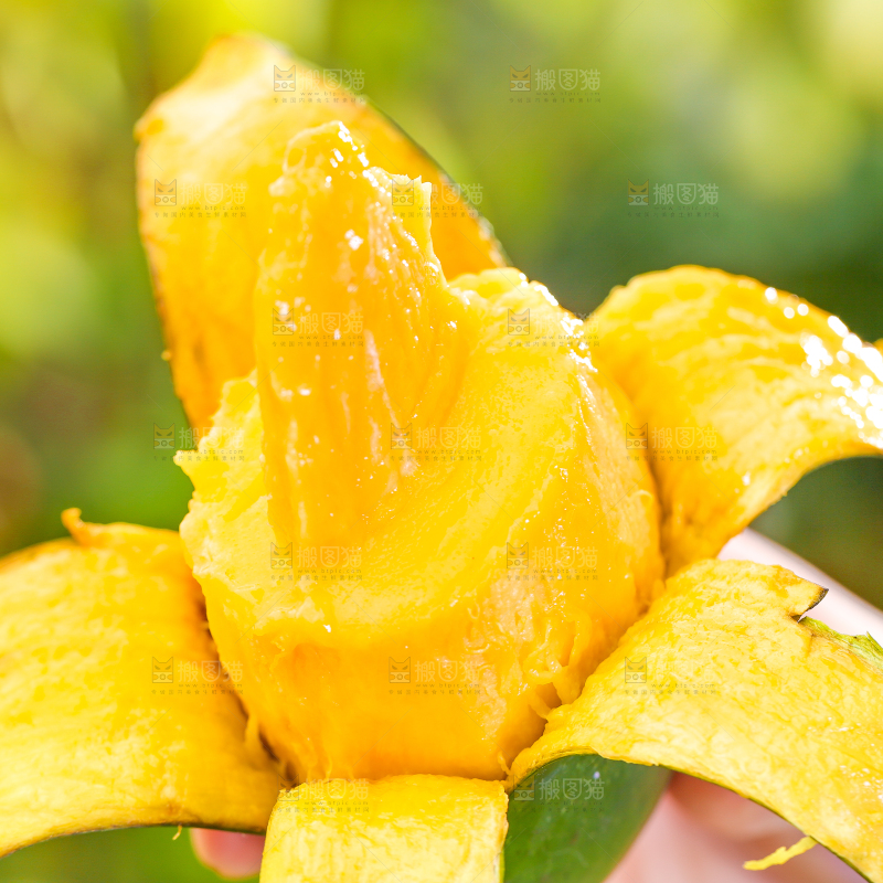 手拿剥皮的桂七芒