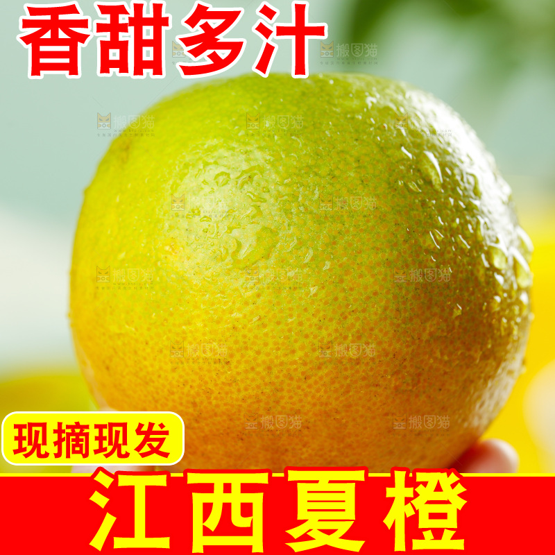 手拿秭归夏橙