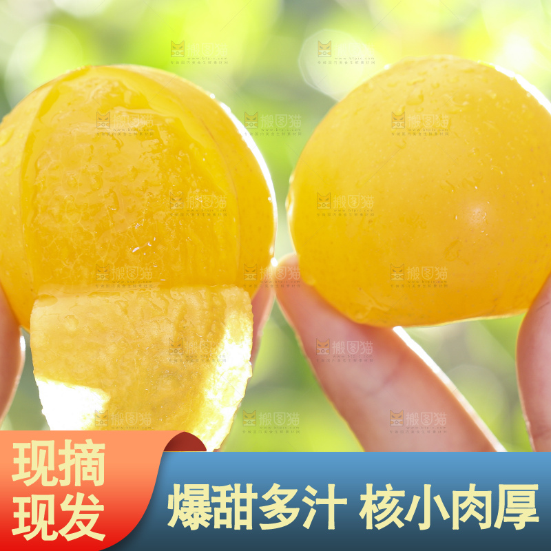 手拿剥皮的九峰山黄金奈李