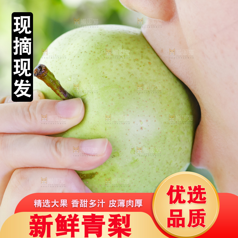 手拿的砀山青皮皇冠梨
