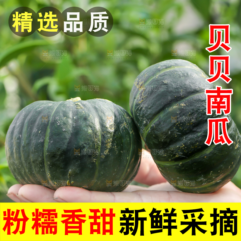 手里拿着板栗贝贝南瓜