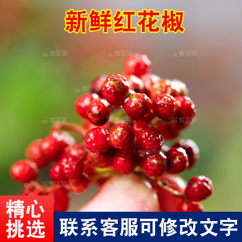 手拿新鲜花椒