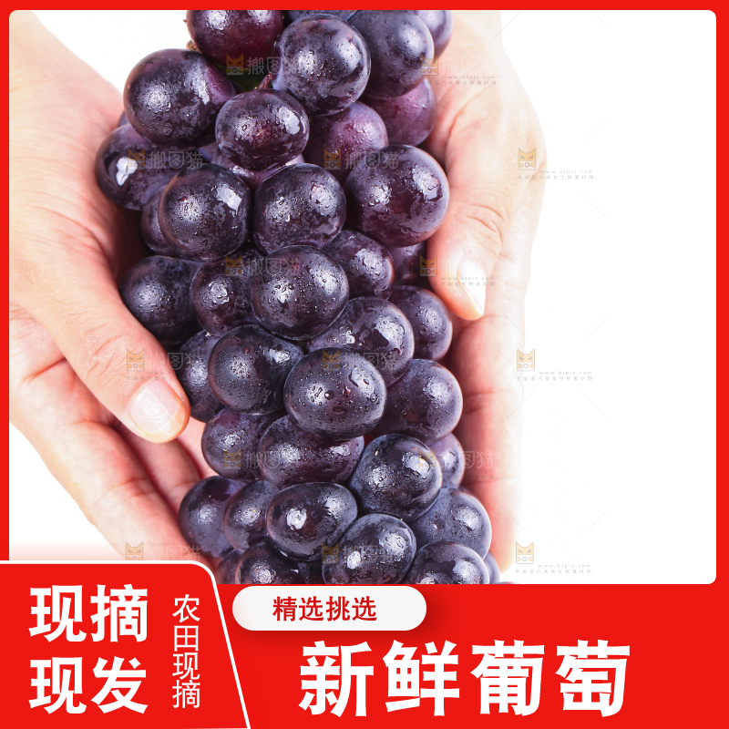 手拿东北巨峰葡萄