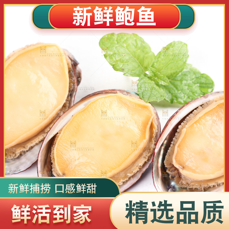白底上的新鲜鲍鱼