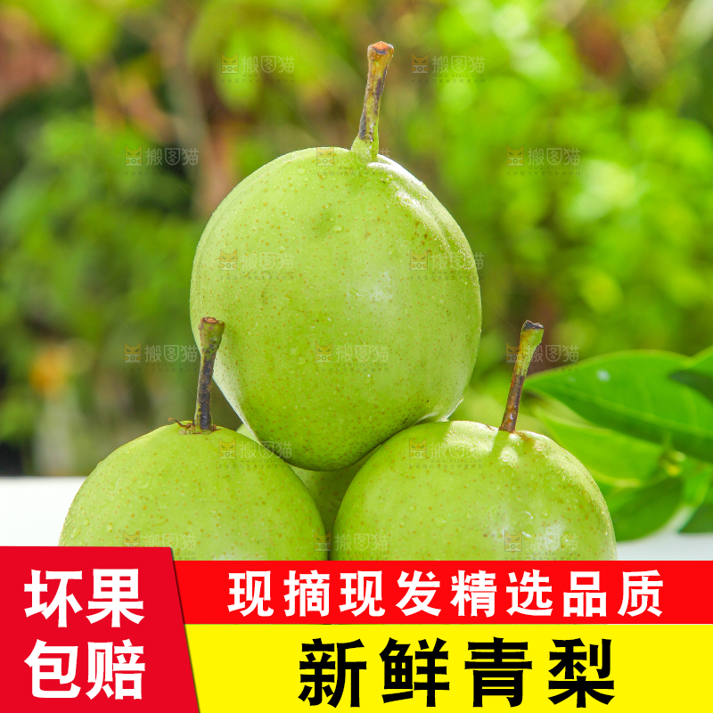 白石板上的陕西早酥梨