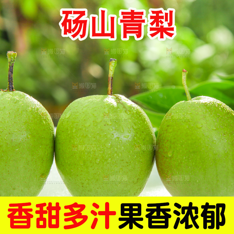 白石板上的陕西早酥梨