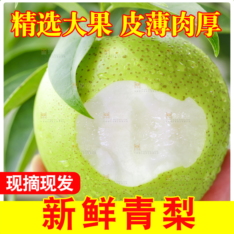 手拿砀山青皮皇冠梨