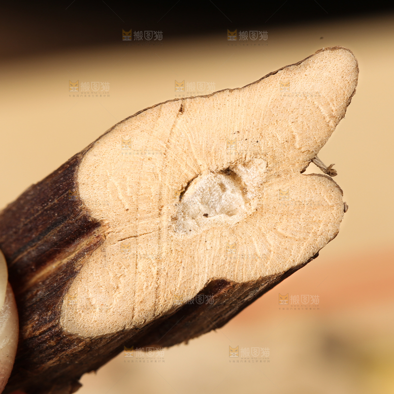 手里拿着紫苏根