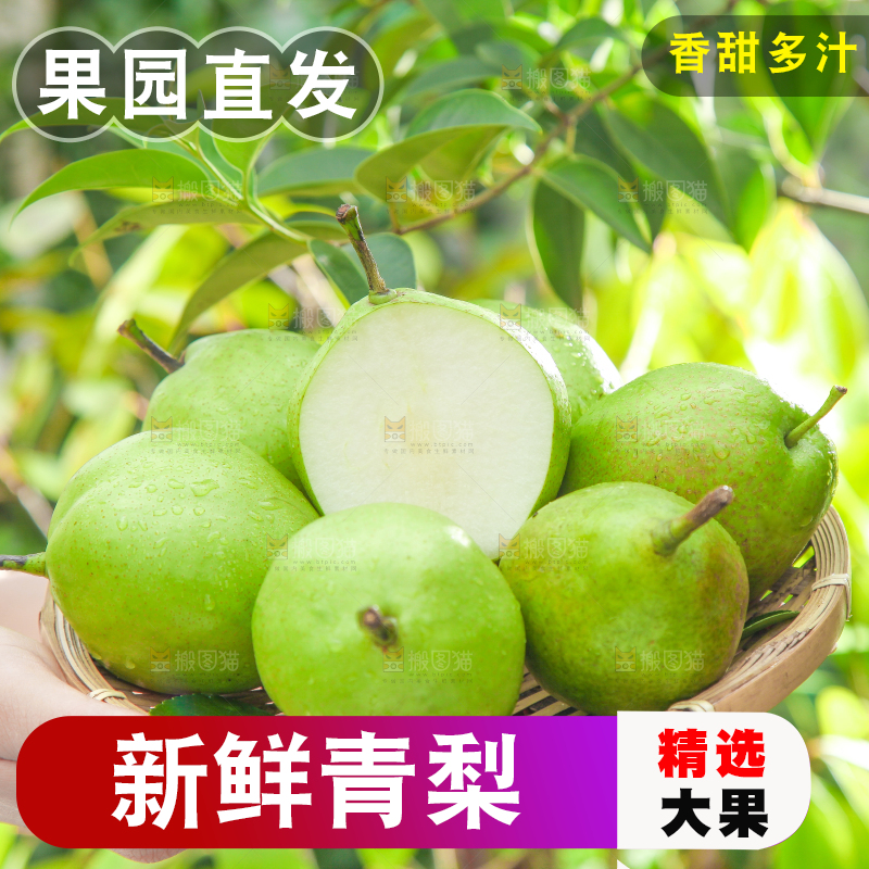 手端一盘陕西早酥梨