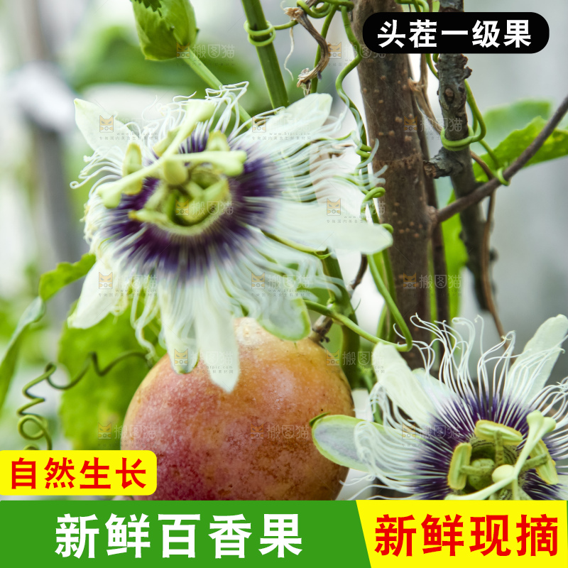 树上的百香果