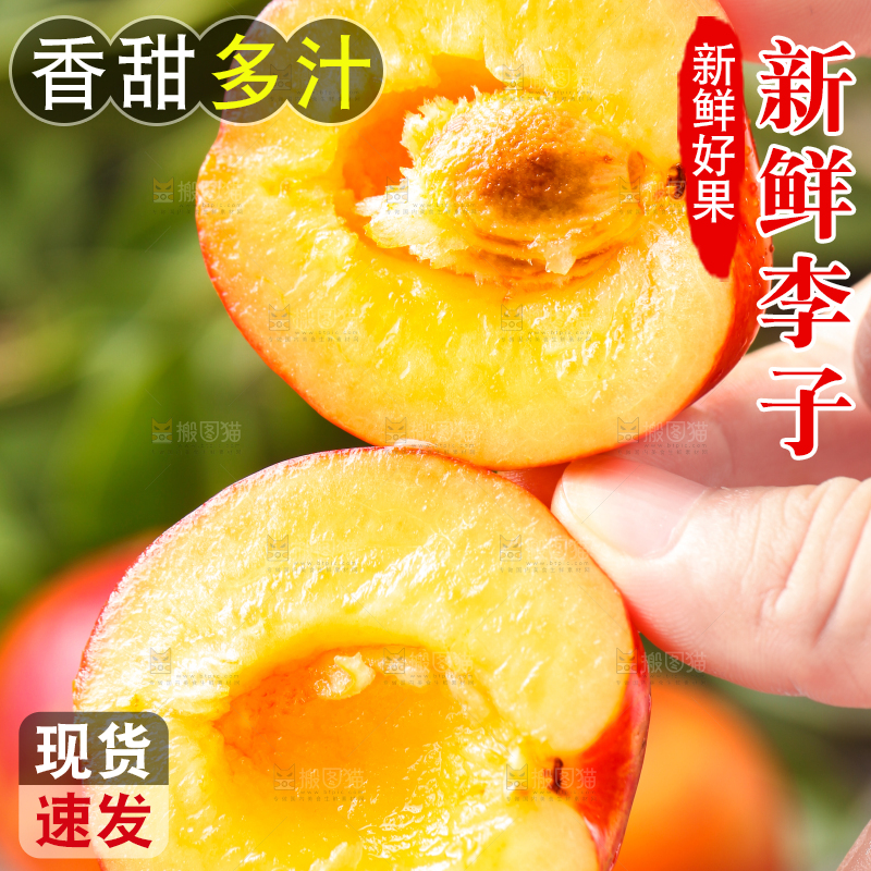手拿掰开的珍珠李