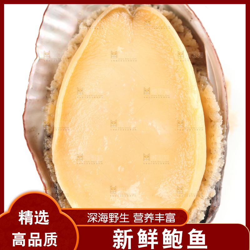 白底上的新鲜鲍鱼