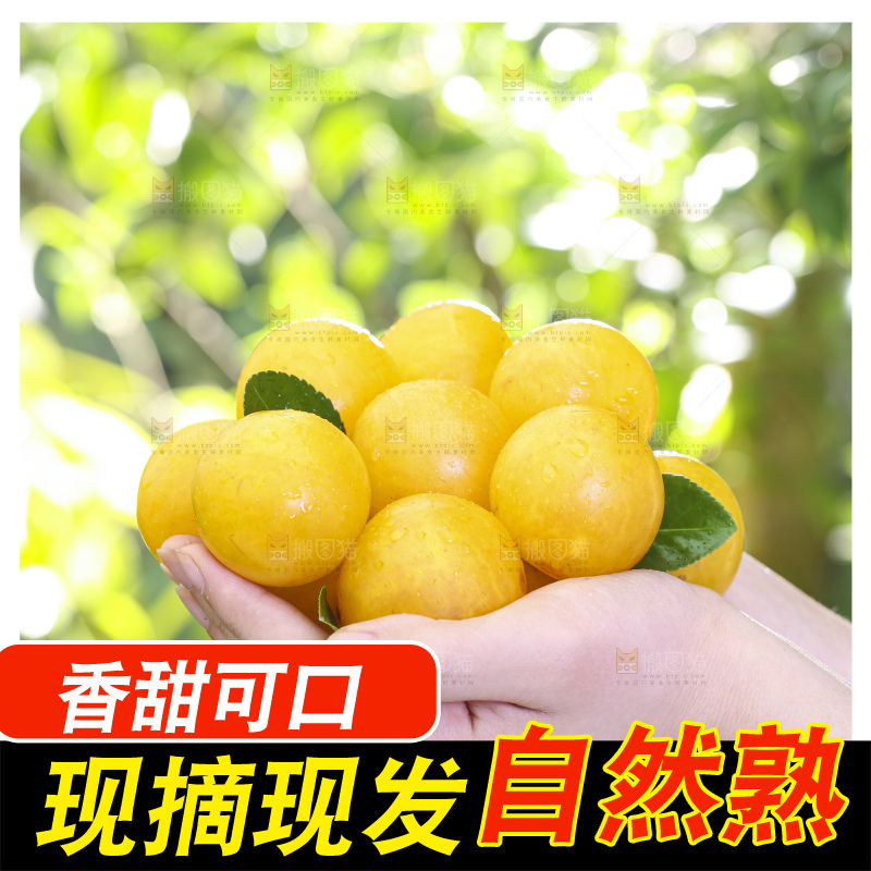 手拿黄金奈李