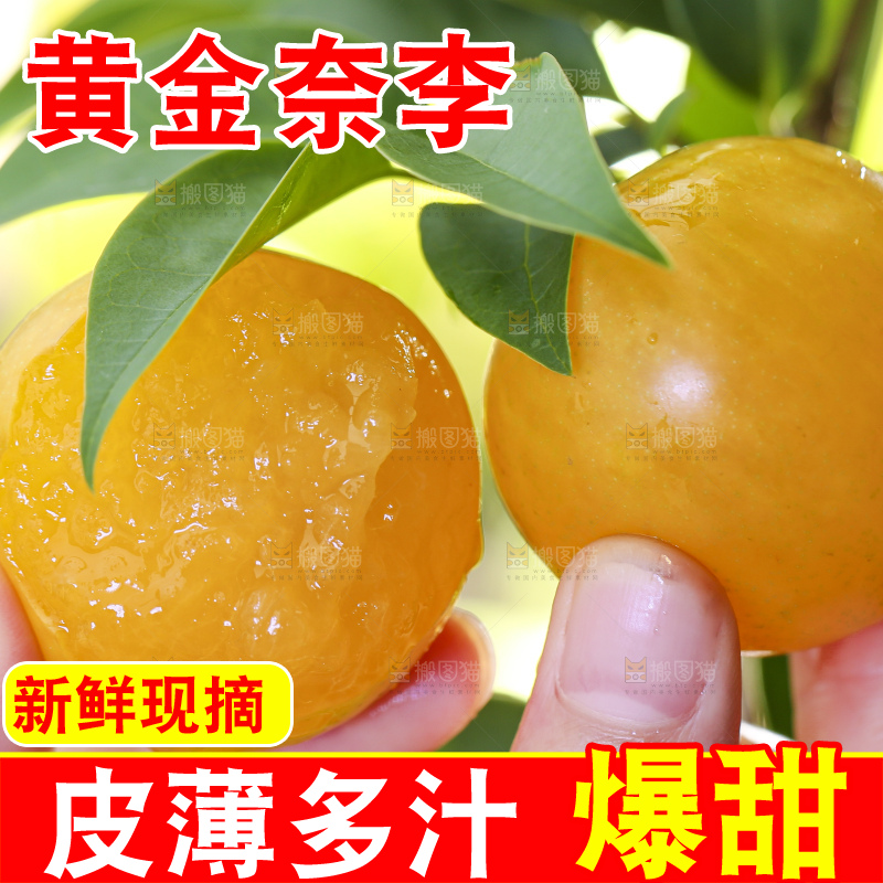 手拿剥皮的九峰山黄金奈李