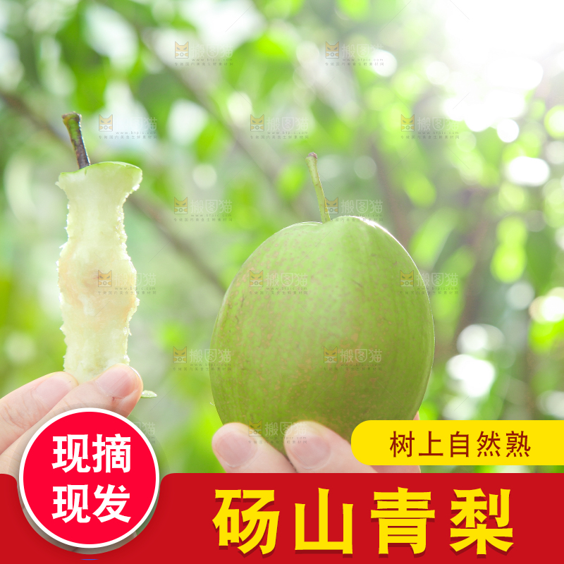手拿早酥梨果核