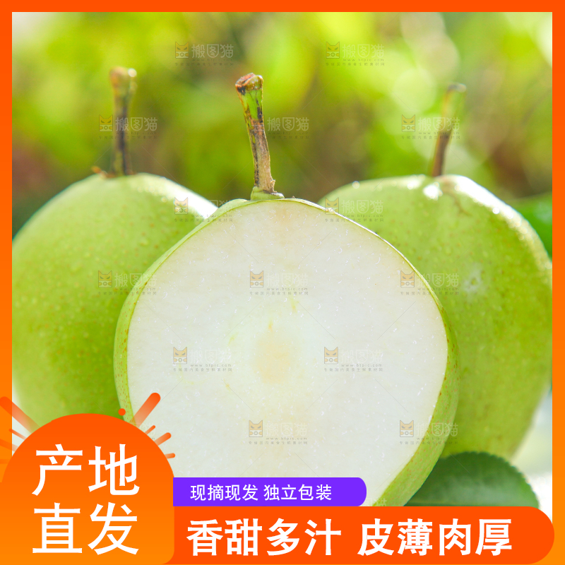 白石板上的陕西早酥梨