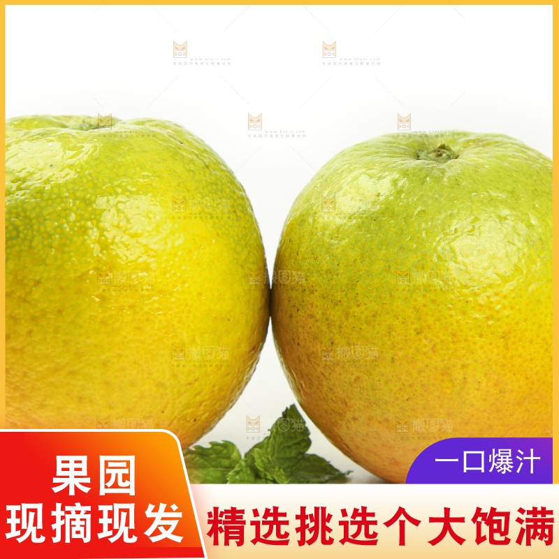 白底上的秭归夏橙