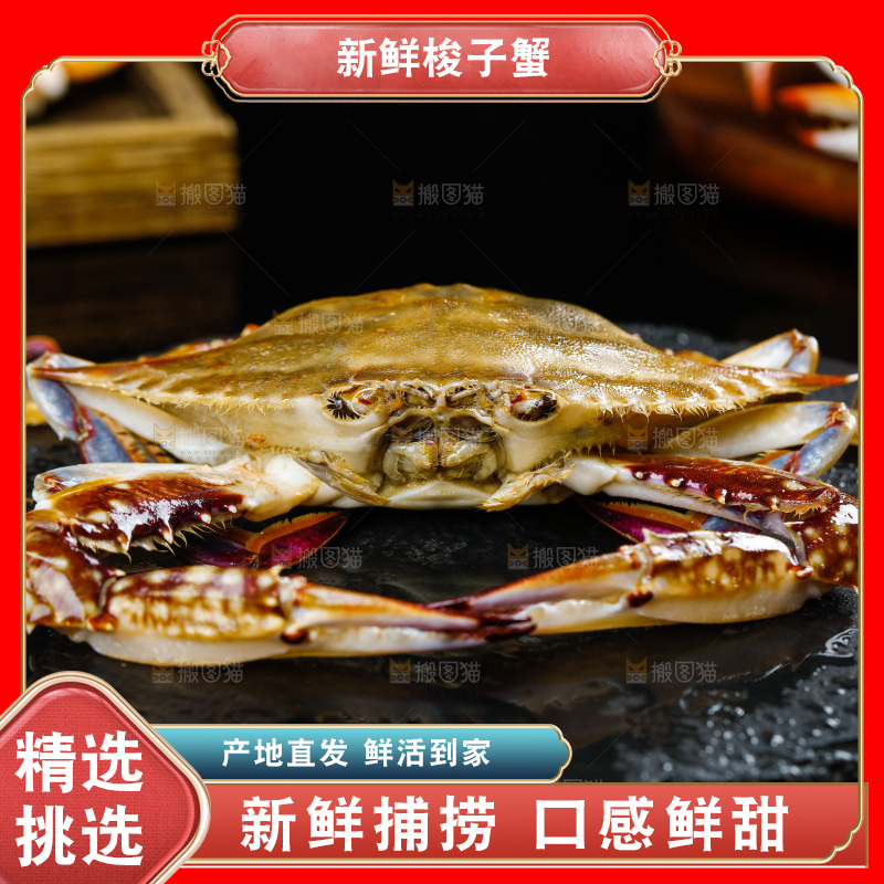 石板上的梭子蟹