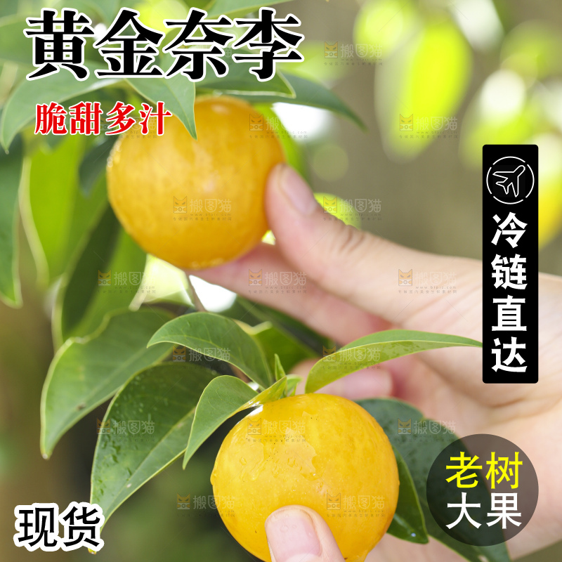 手拿黄金奈李