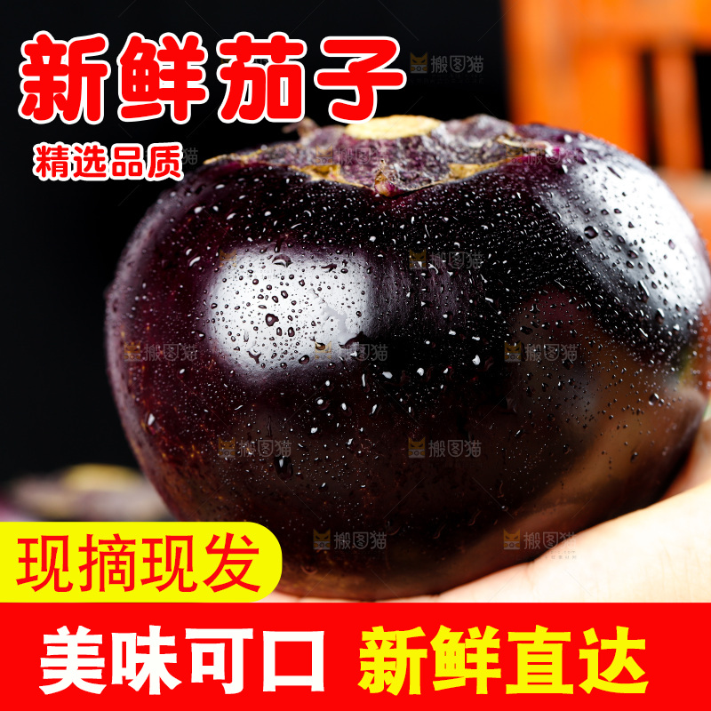 手拿紫圆茄子