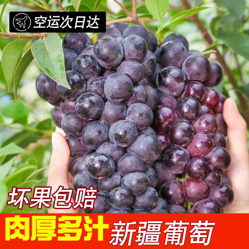树枝上的葡萄