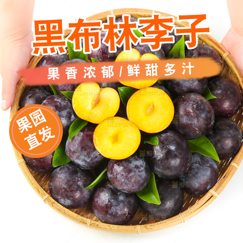 白底上手拿一个智利黑布林