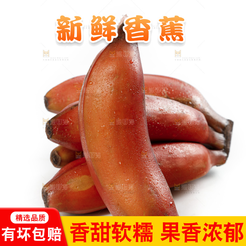白底上的红皮美人蕉