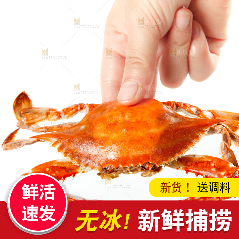 手拿梭子蟹