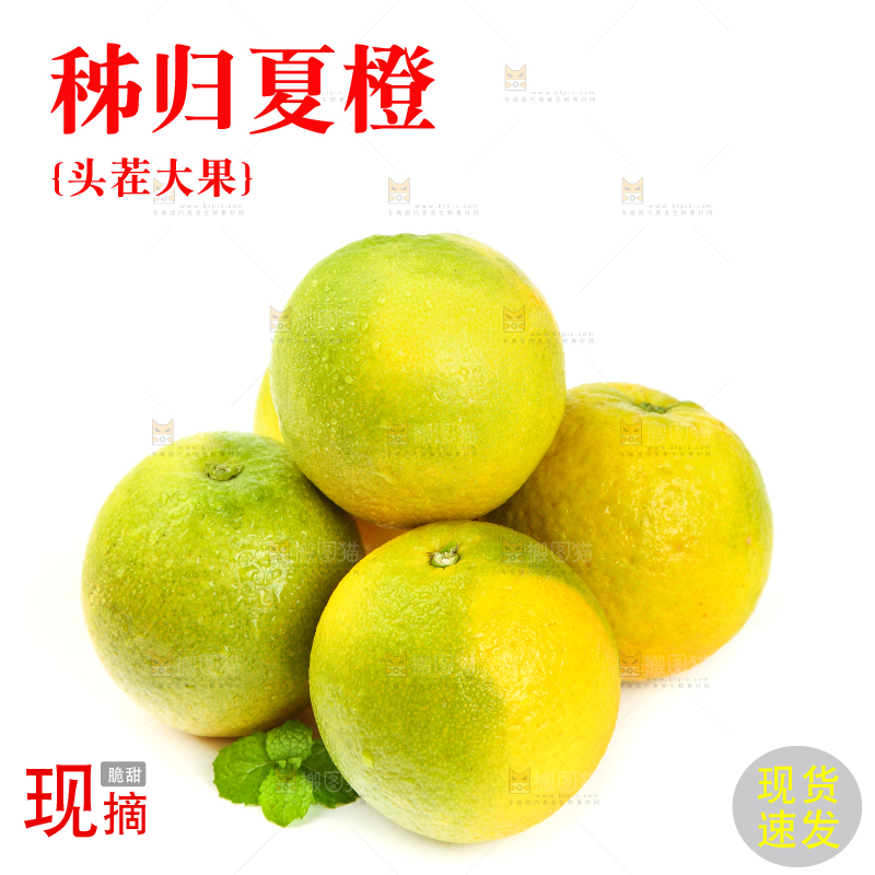 白底上的夏橙
