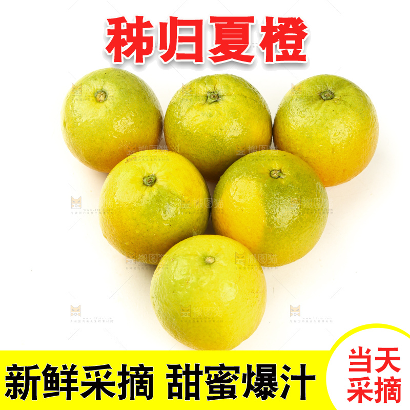 白底上的秭归夏橙