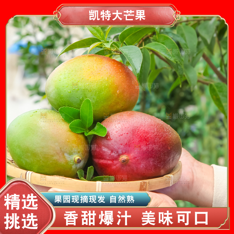 手拿一筐四川凯特芒