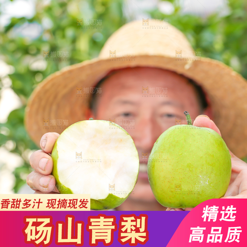 农民手里拿着青皮皇冠梨