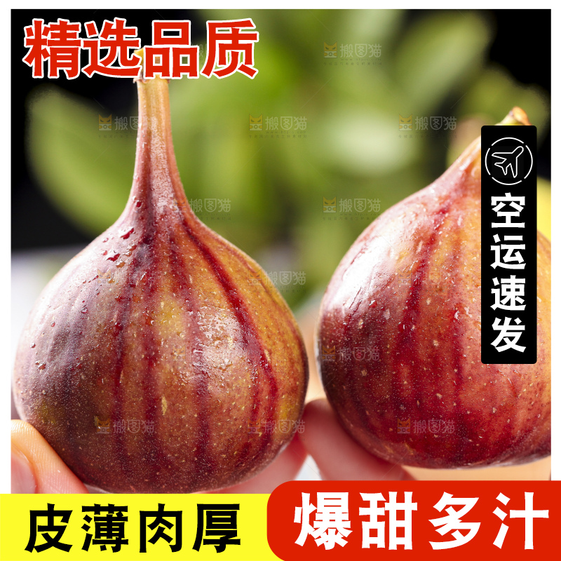 手拿紫皮无花果