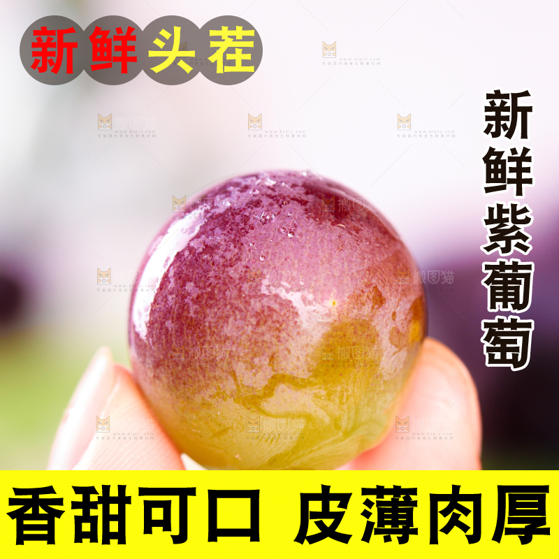 手拿东北巨峰葡萄