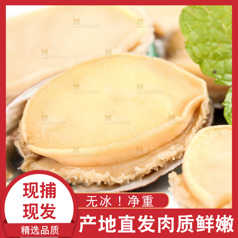 白底上的新鲜鲍鱼